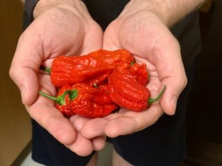 A bunch of freshly picked Carolina Reapers sitting in the palms of two hands