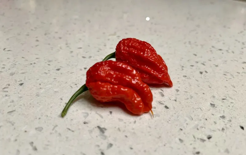 Two Carolina Reaper peppers sitting on the counter