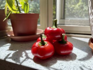 Photo of a 5 Sweet Piquanté Peppers stacked on a windowsil
