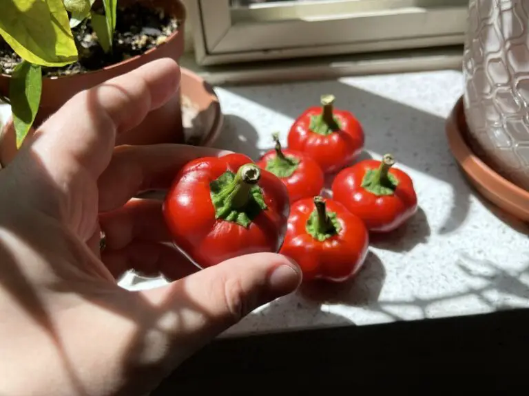 Growing Sweet Piquanté Peppers Step by Step Guide The Spicy Trio