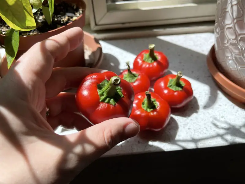 Holding  a Sweet Piquanté Peppers in front of  four other peppers in the background.