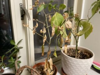 Dying pepper plant on a windowsill