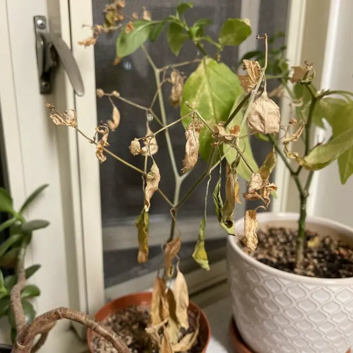 Revive a Dying Carolina Reaper Pepper Plant Top 5 Methods The Spicy Trio