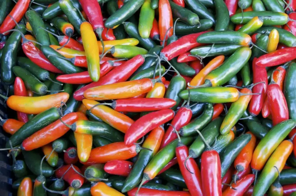 Many Serrano peppers ranging from yellow to red in color. 