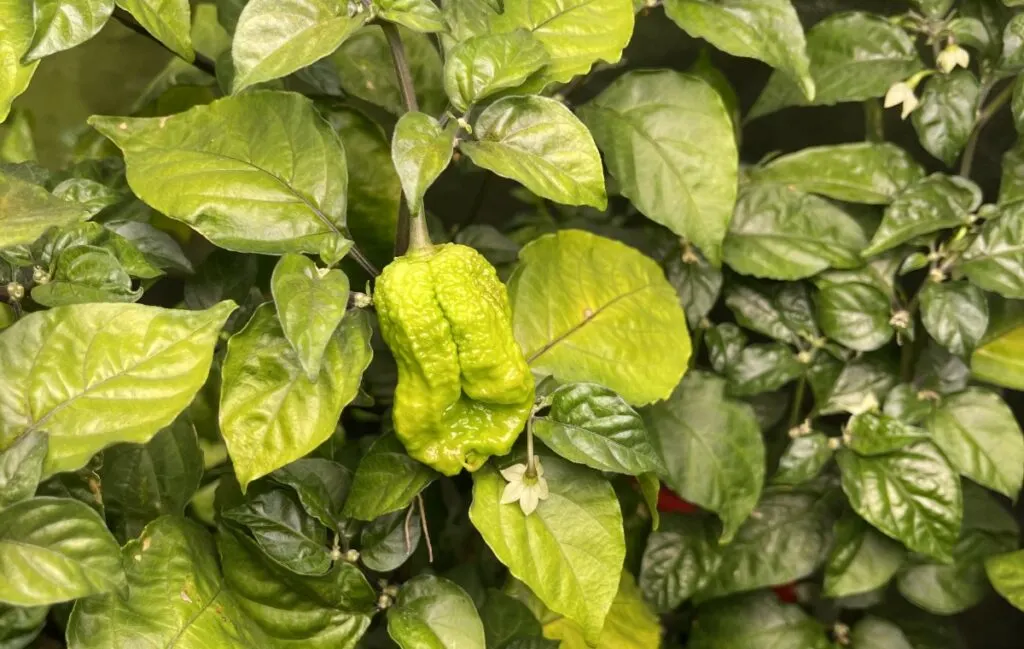 Close up of a bright green unripe Carolina Reaper Pepper