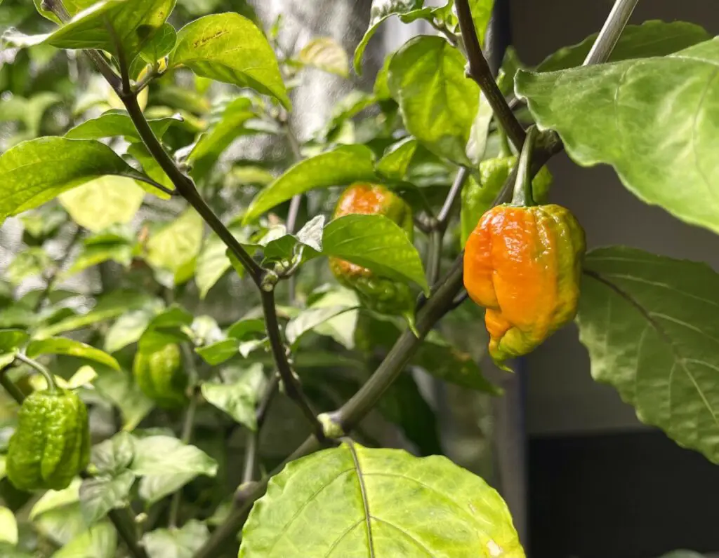 Carolina Reaper ripening from green to red.