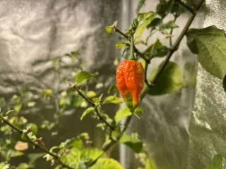 A Carolina Reaper pepper transitioning from unripe green to ripe red