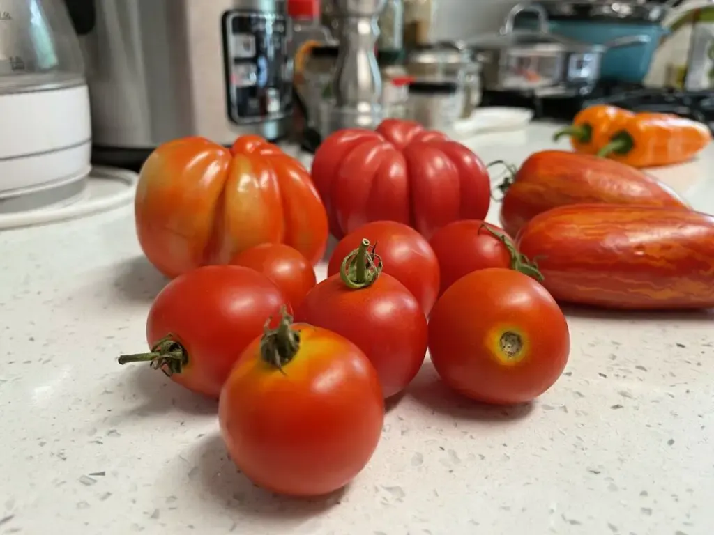 Three varieties of tomatoes purchased at the farmers market