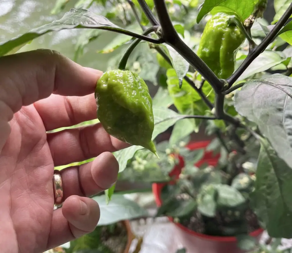 Holding an unripe green Carolina Reaper pepper.