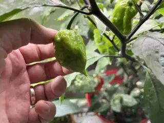 Holding an unripe green Carolina Reaper pepper.