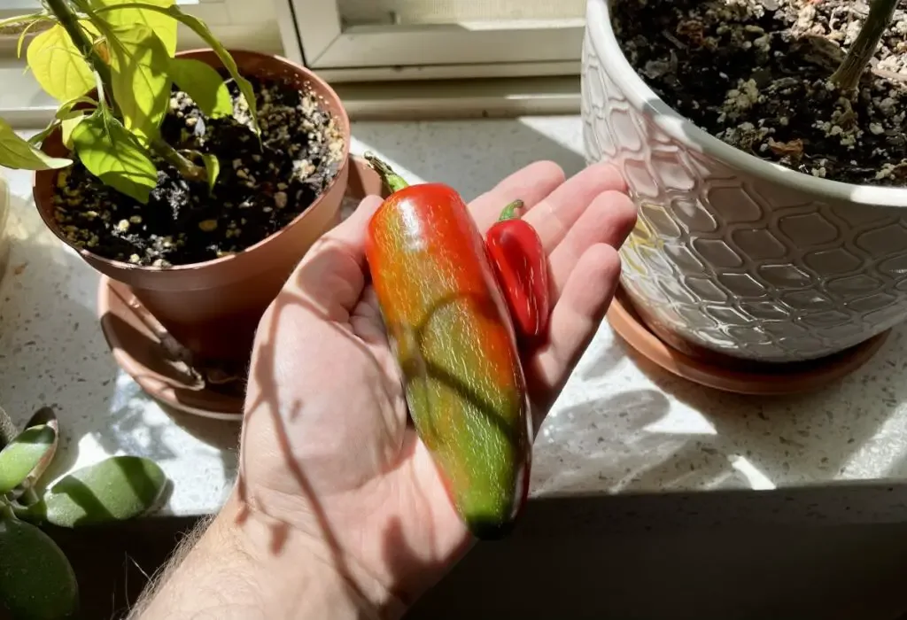 A very large and very small Jalapeño pepper side by side in my hand