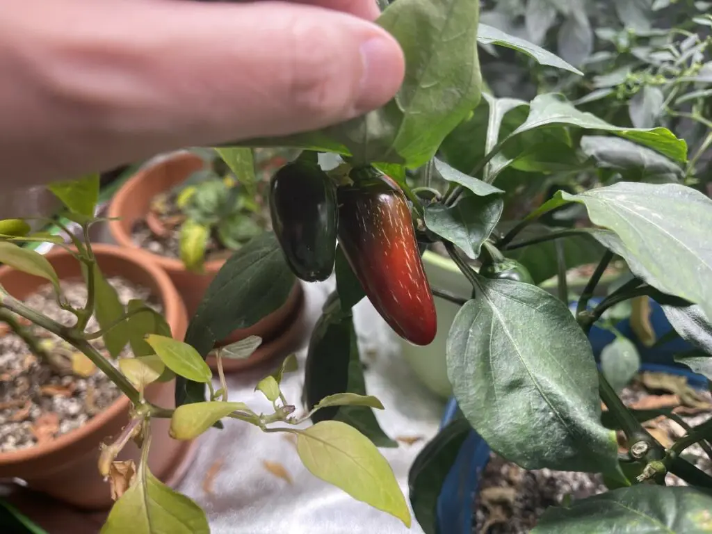 Close up of Jalapeño pepper pods growing on a plant