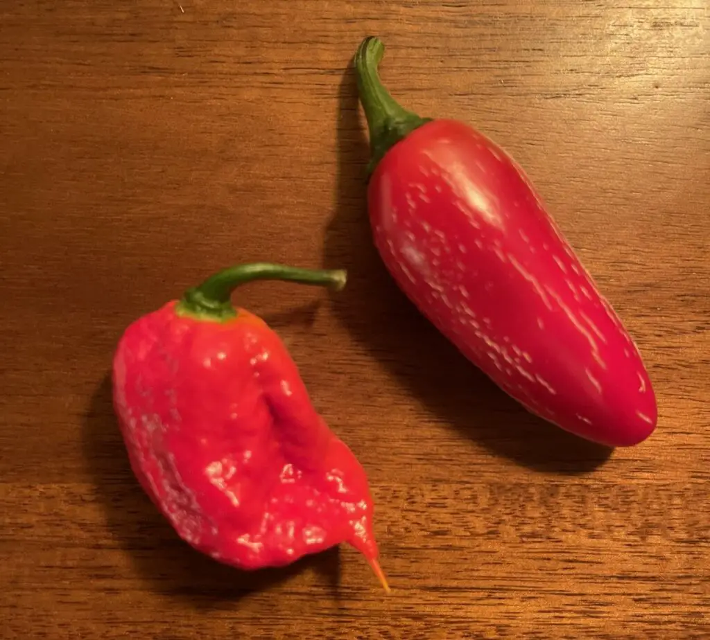 Carolina Reaper pepper on the left and a red Jalapeño to the right