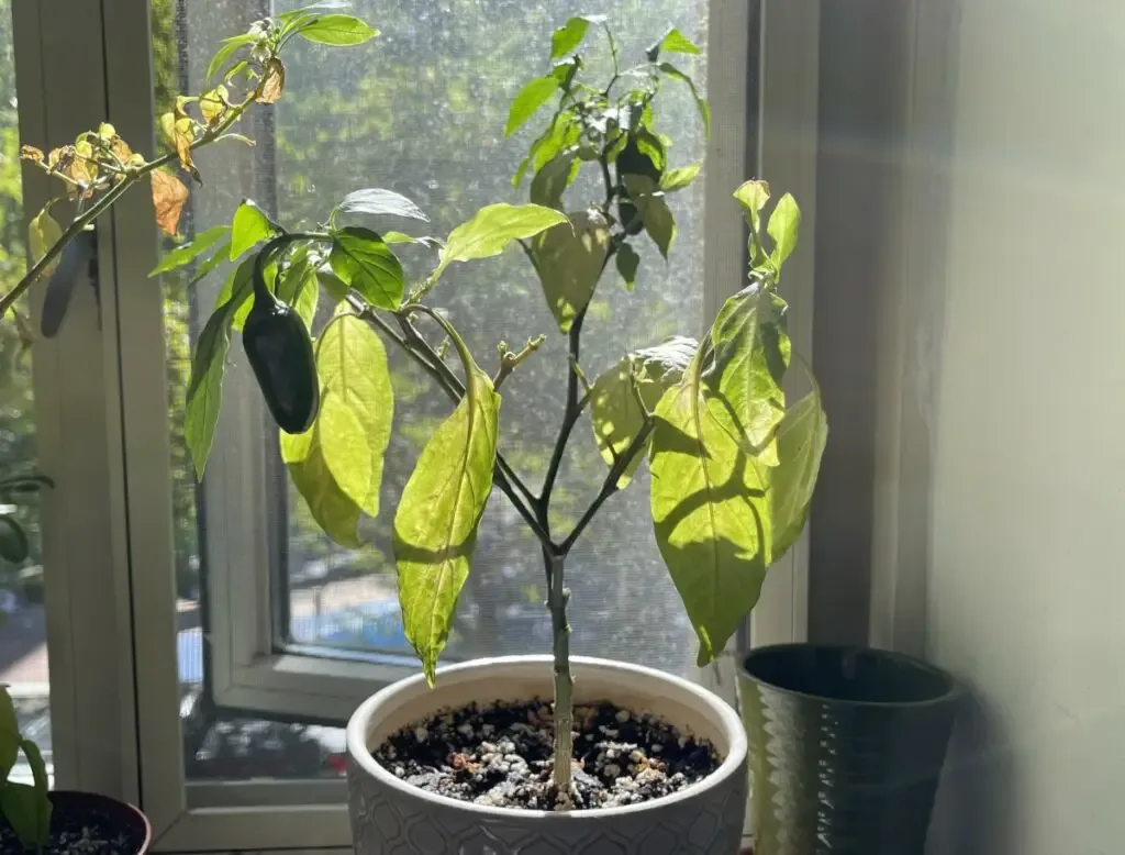 Jalapeno pepper plant on a windowsill