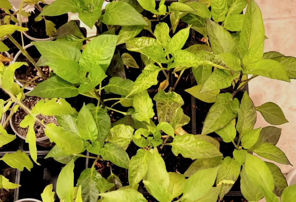 Photo of purple pepper leaves