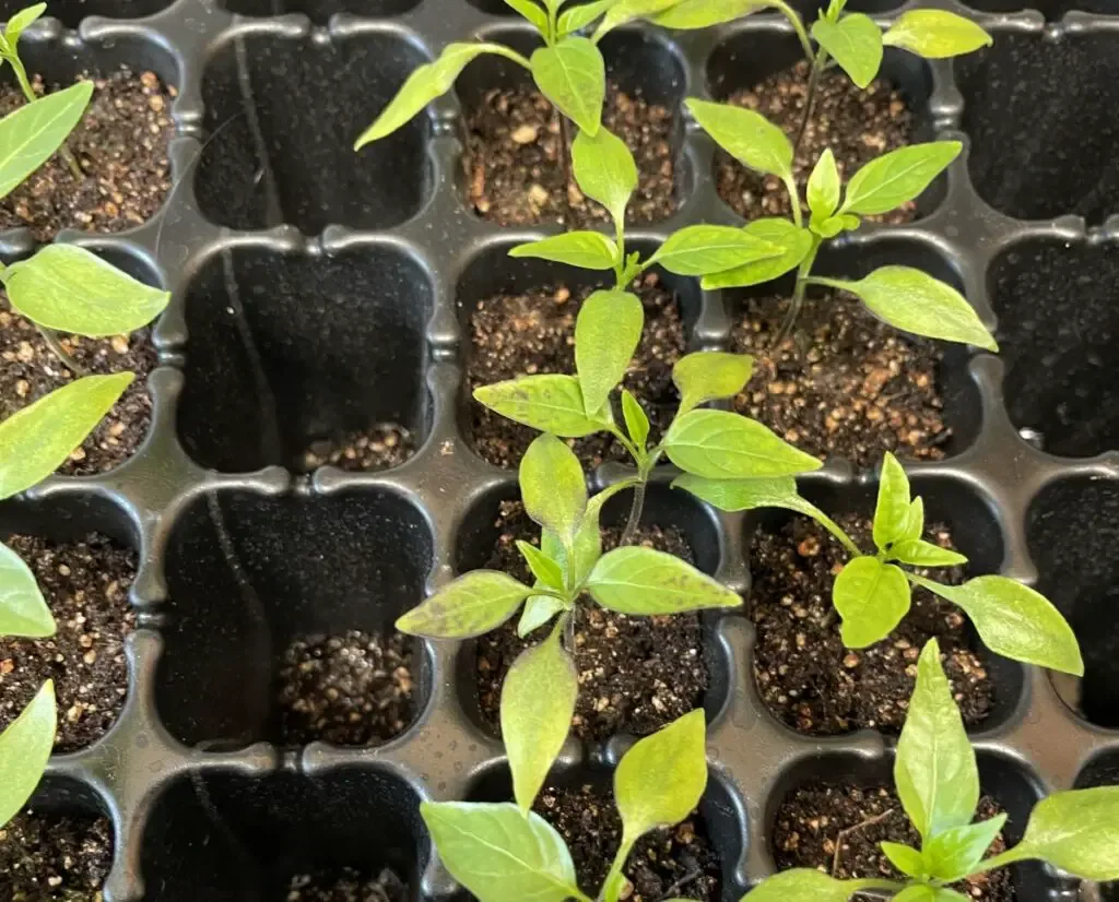 Photo of pepper seedlings with purple spots on leaves