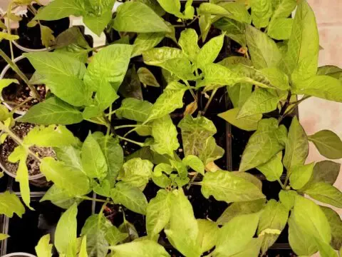 Photo of purple pepper leaves